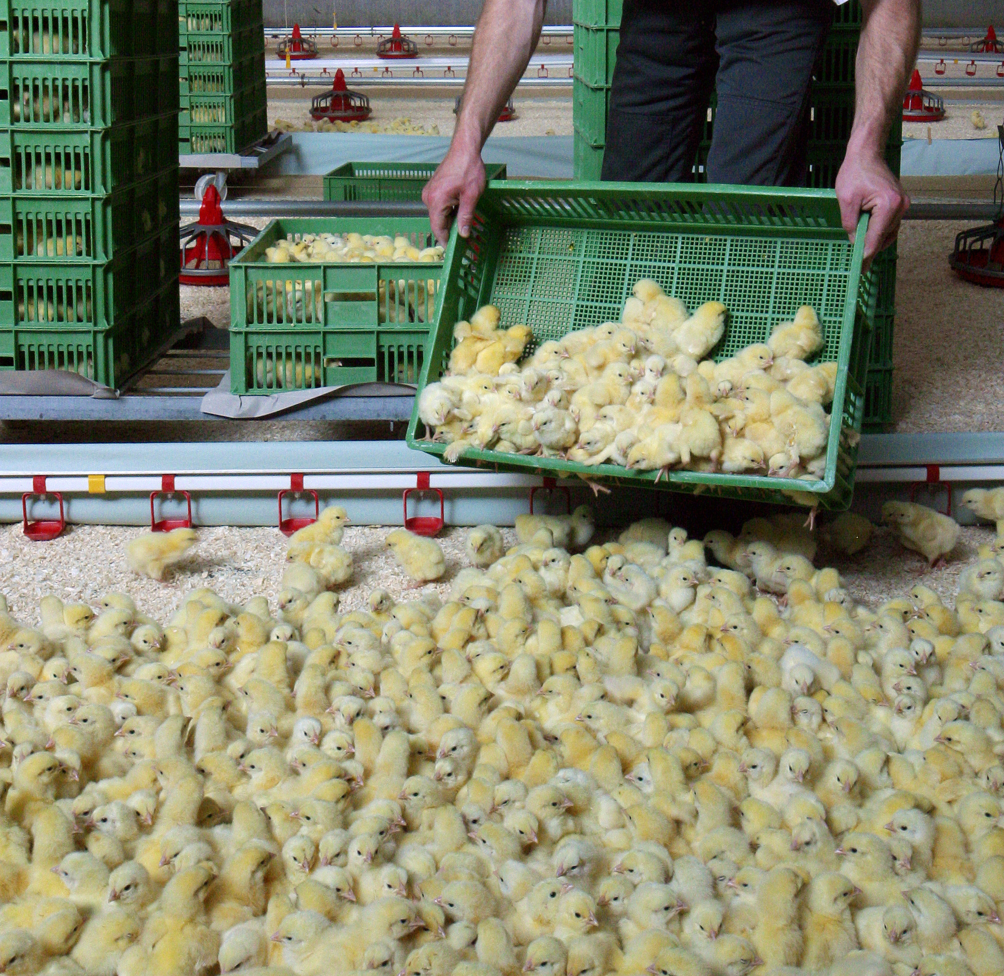 Premium Broiler Chicks Grade AA
