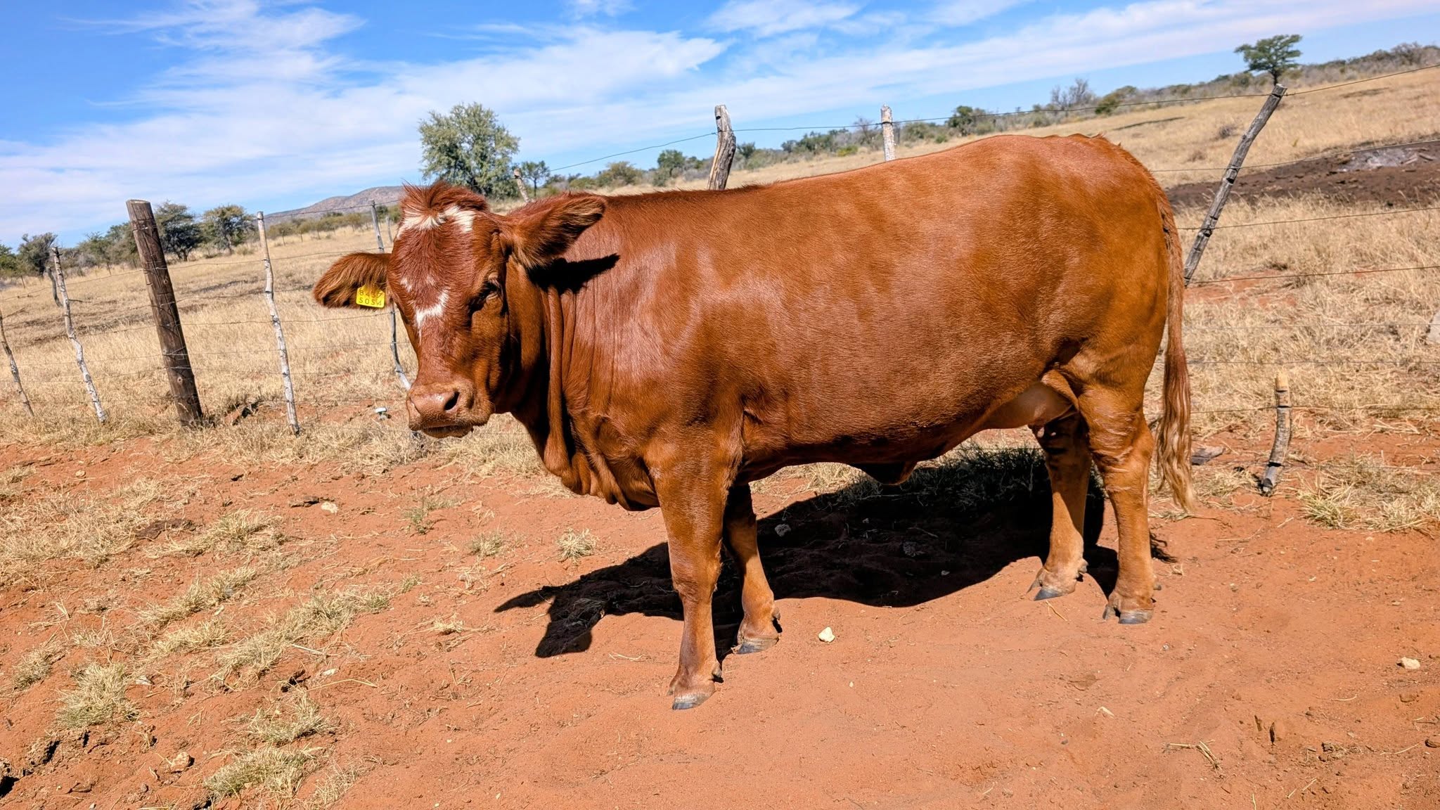 Simbra Cattle