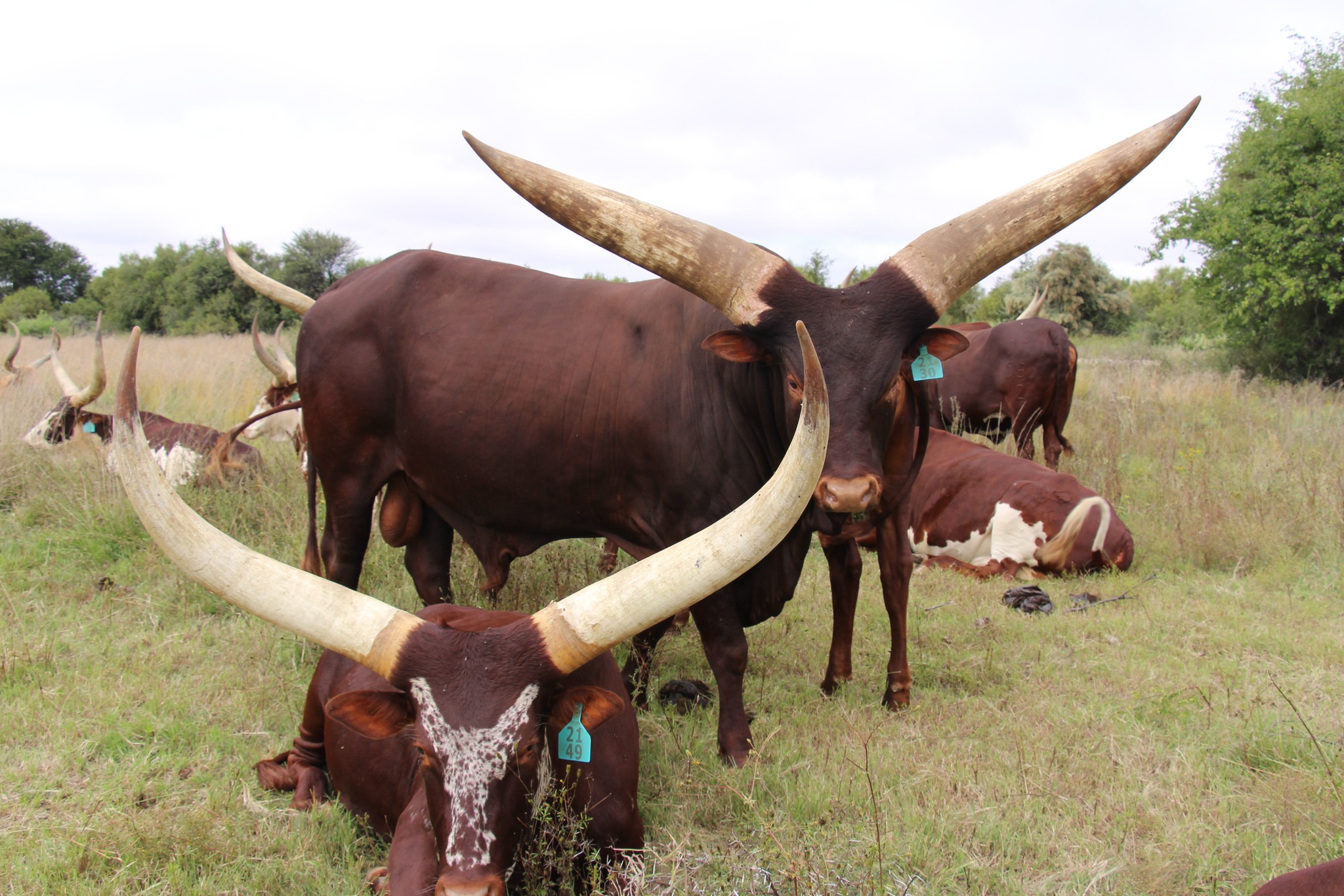 Ankole Cattle