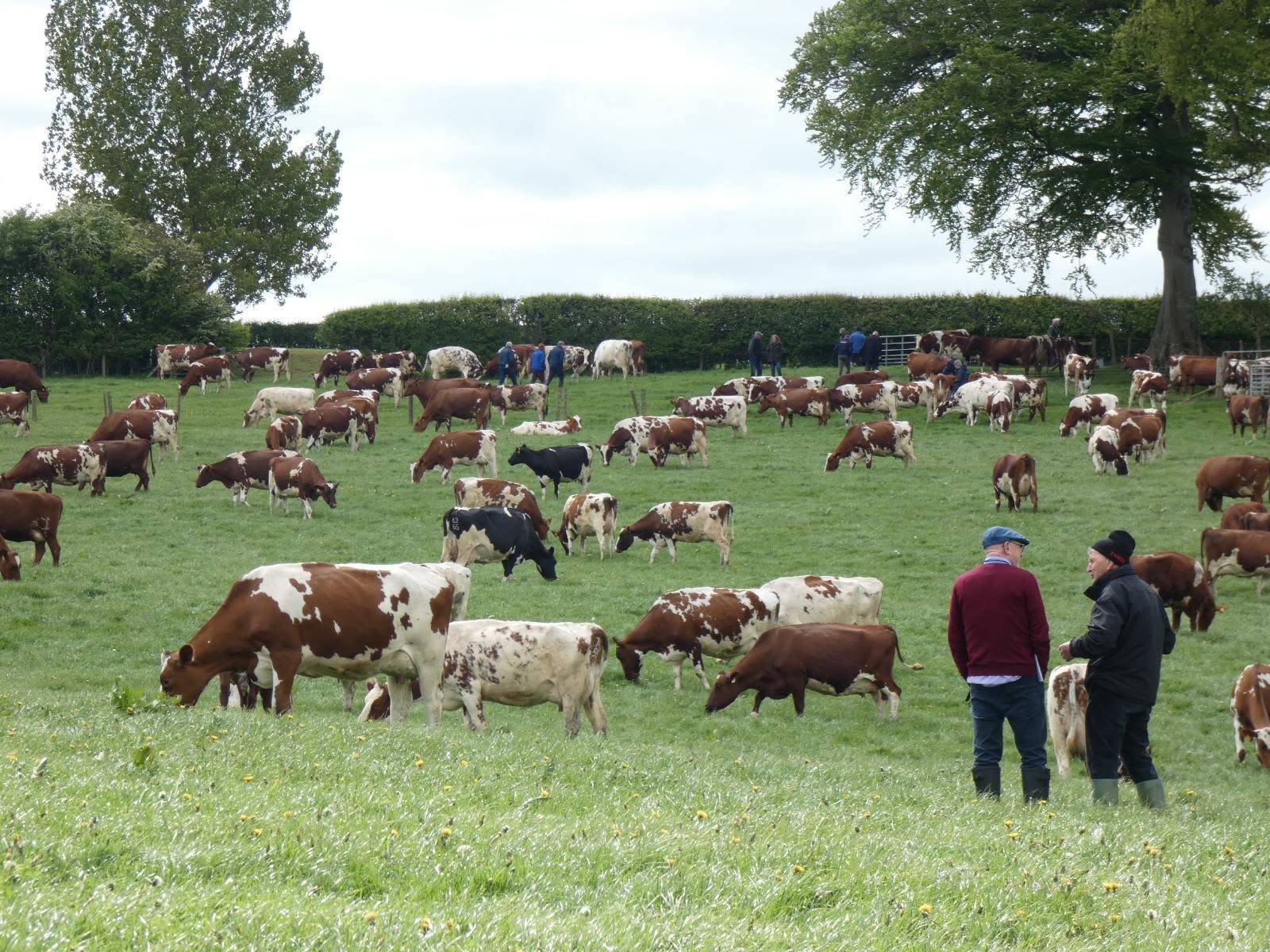 Premium Ayrshire Dairy Cattle
