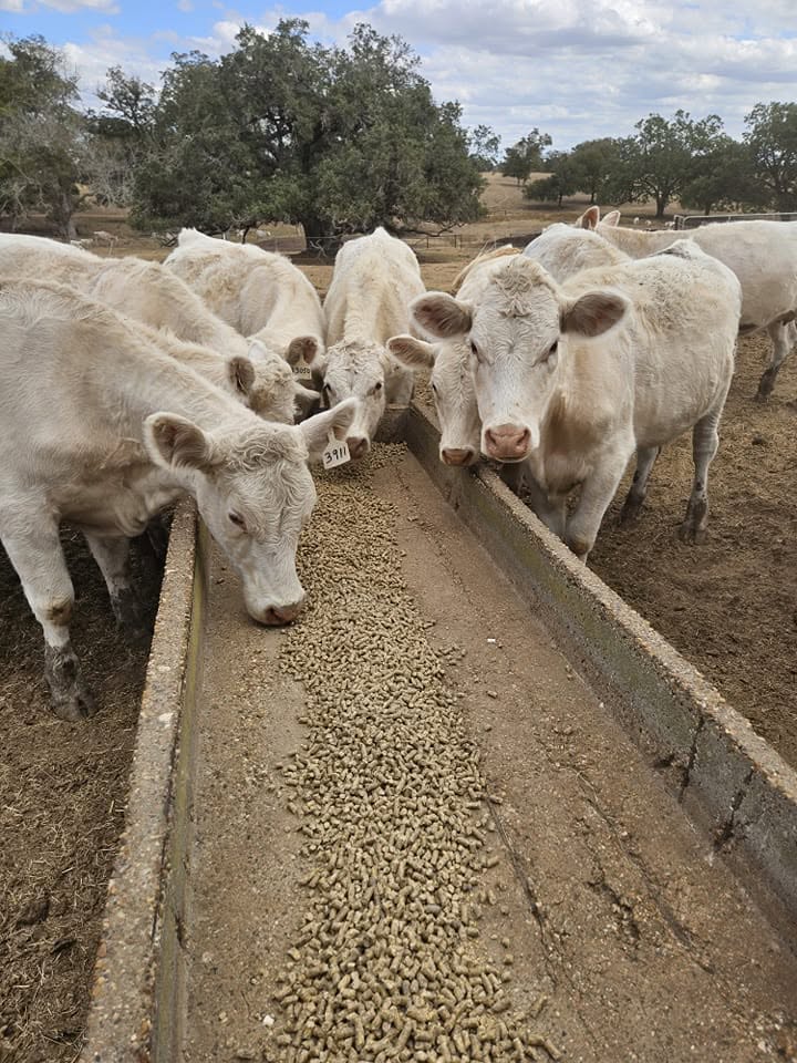 Charolais Cattle