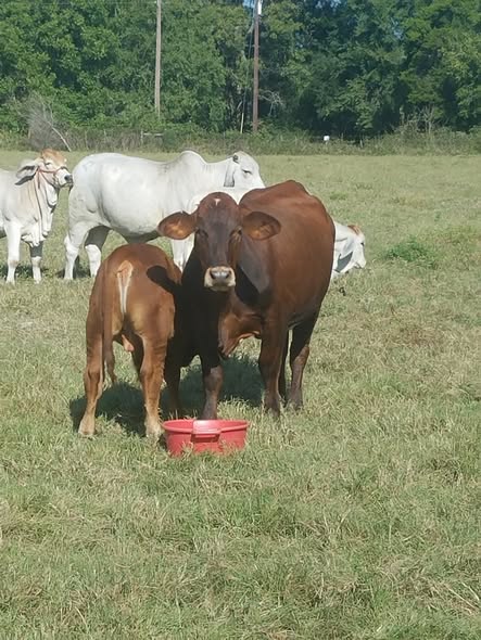 Red Brahman Cattle