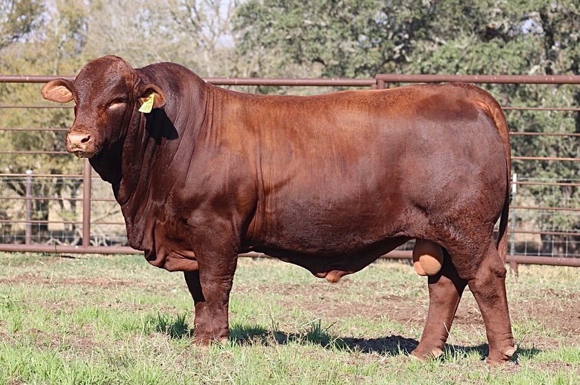 Beefmaster Cattle