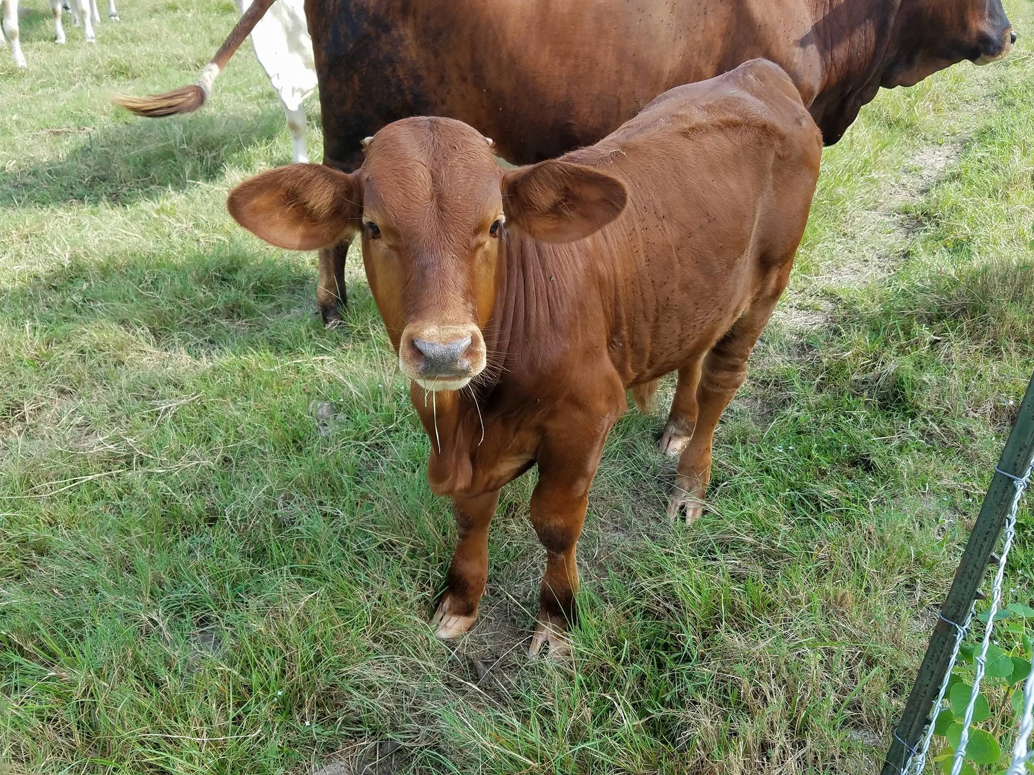 Red Brahman Cattle