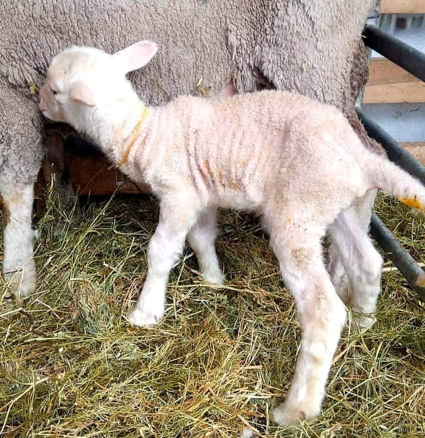 Dohne Merino Sheep