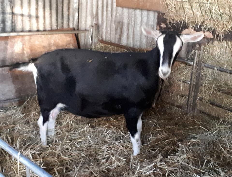 British Alpine Goat
