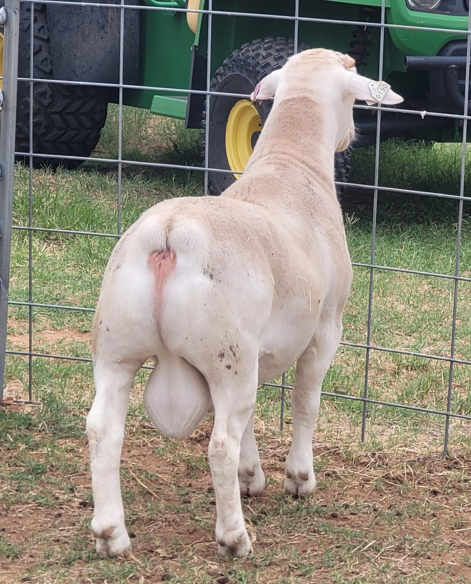 Hampshire Sheep