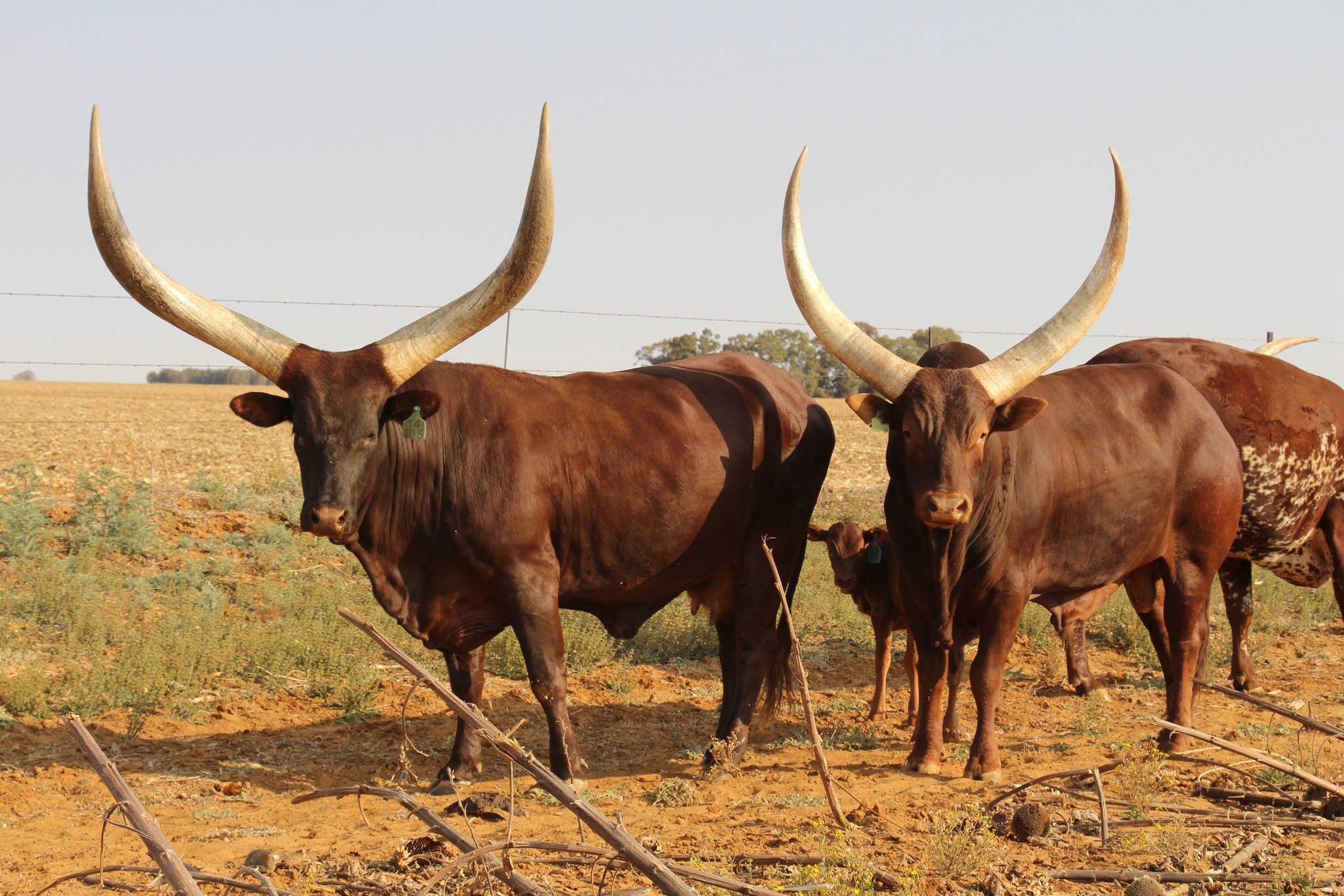 Ankole Cattle