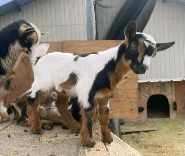 Dwarf Goat
