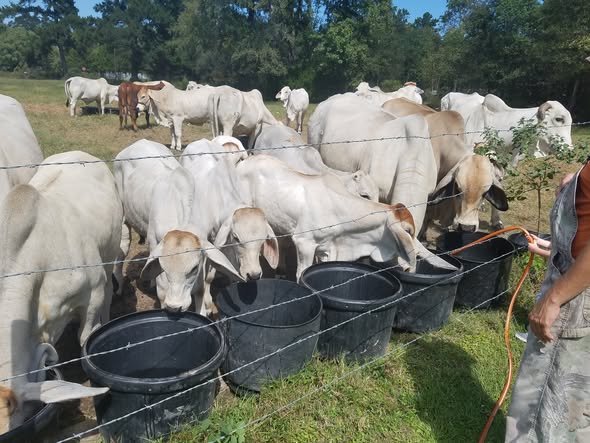 Gray Brahman Cattle