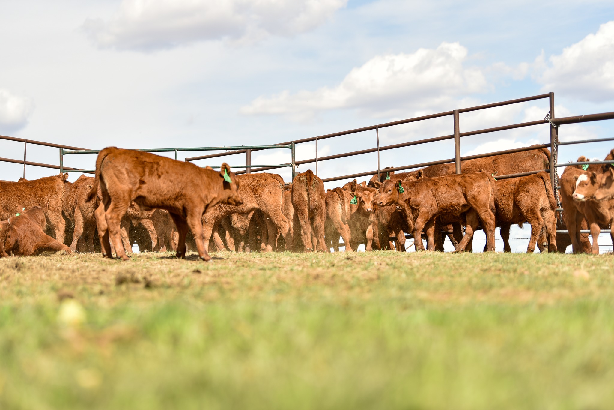Red Angus Beef Cattle