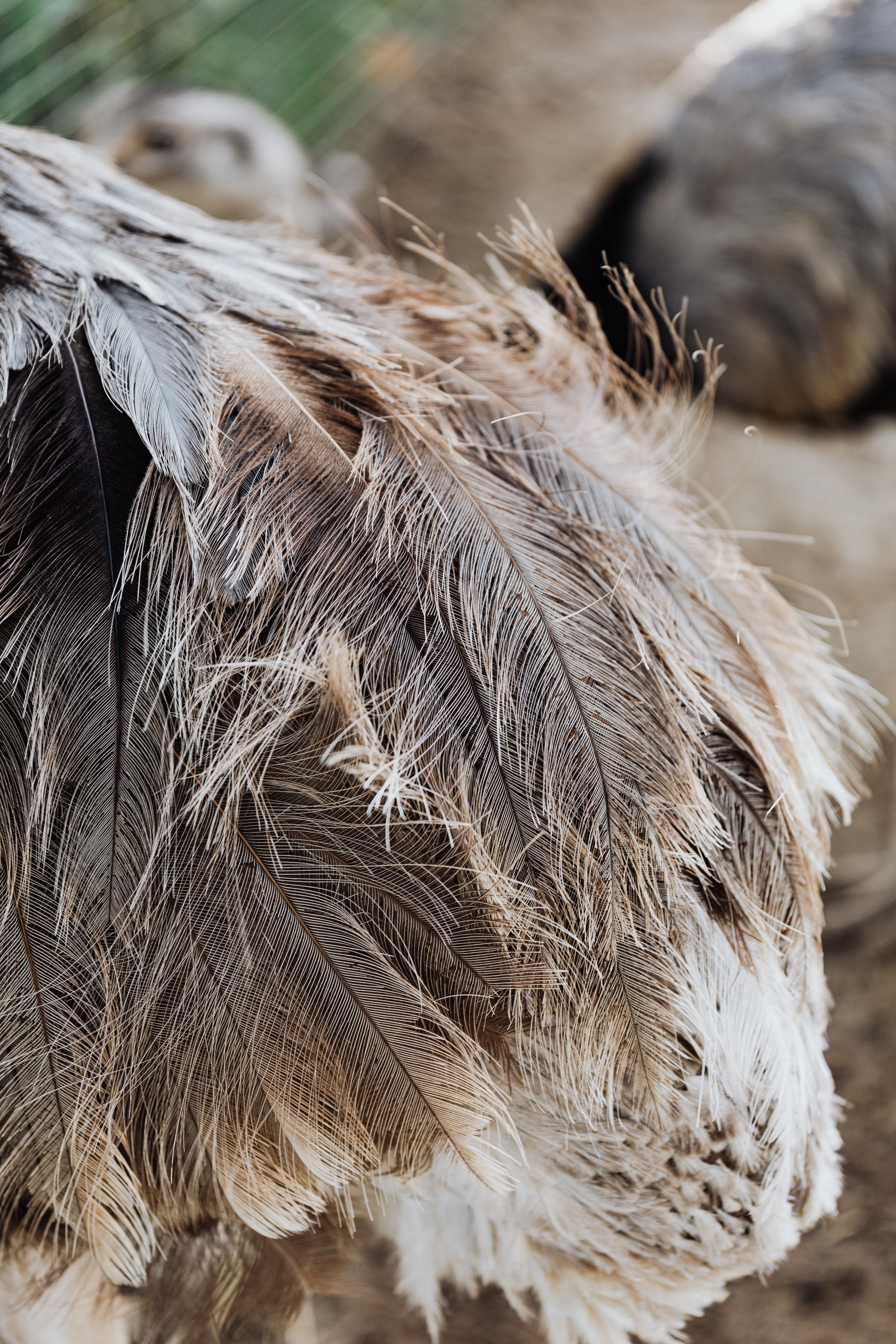 Ostrich Feathers