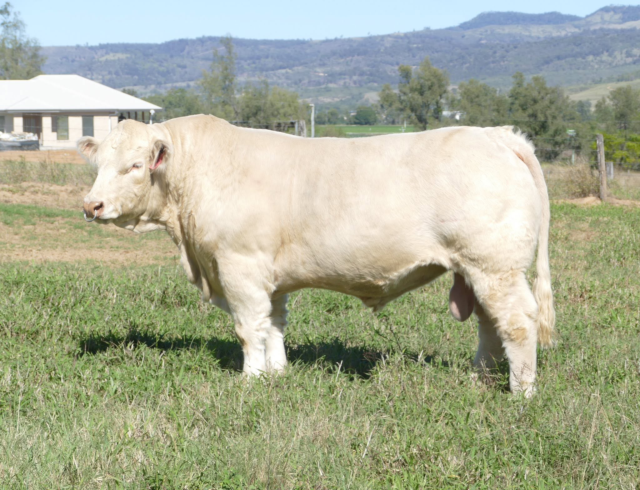 Charolais Cattle
