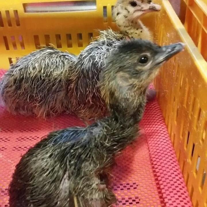 Ostrich Chicks