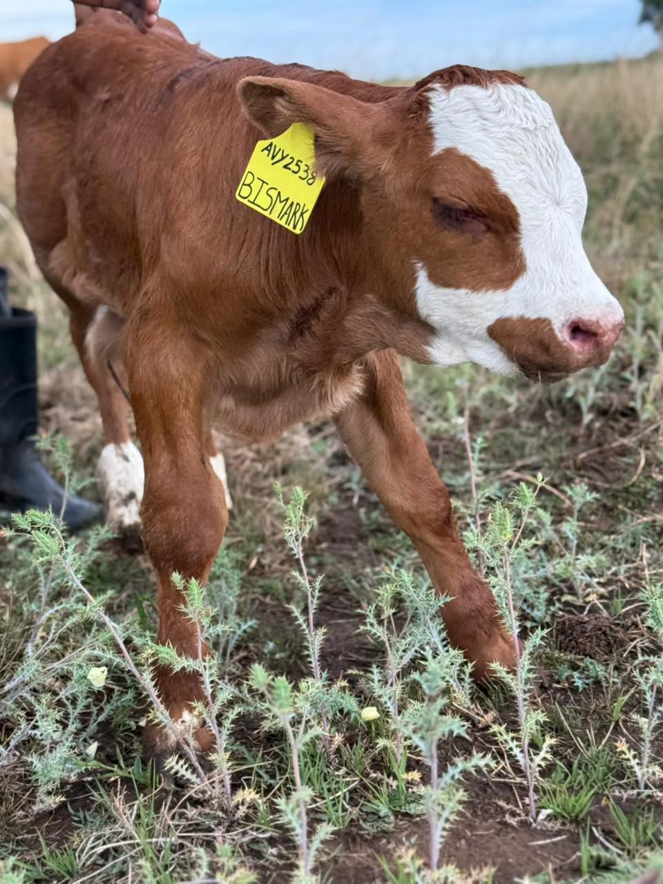 Simmentaler Cattle