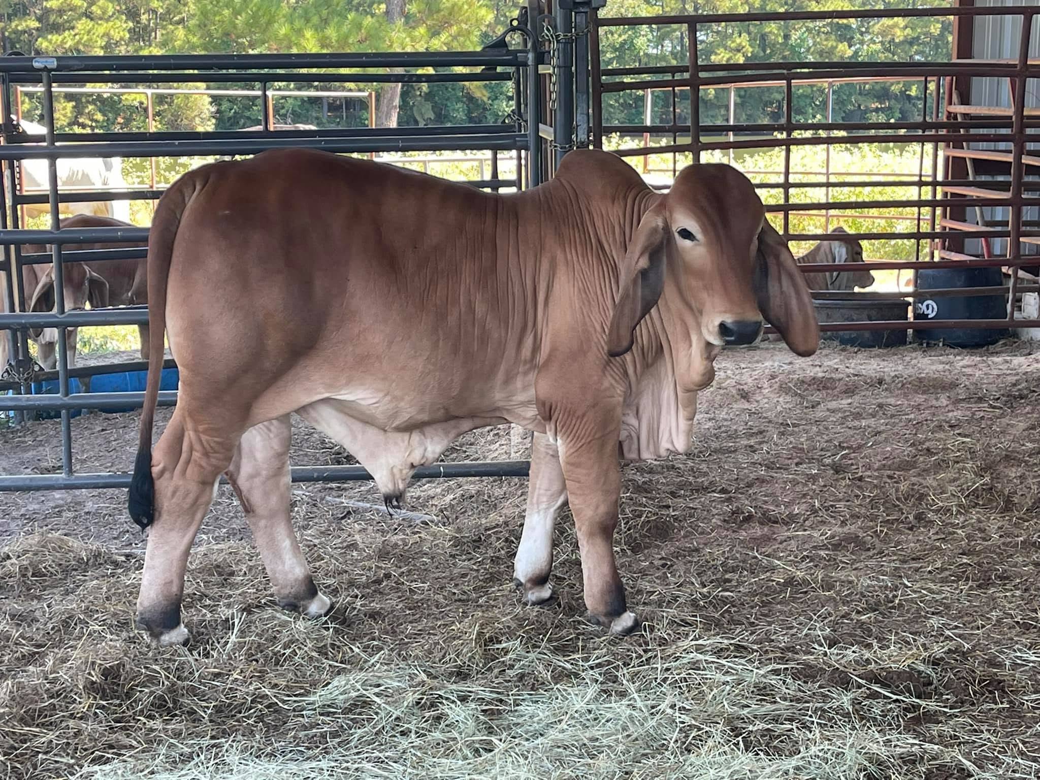 Red Brahman Cattle