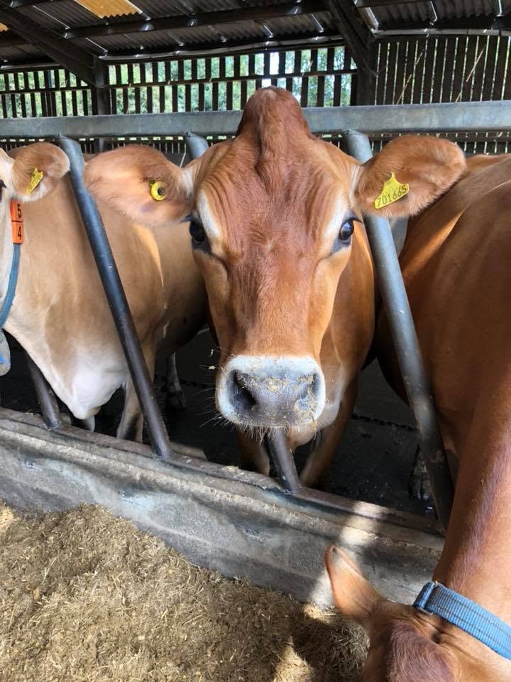 Jersey Dairy Cow