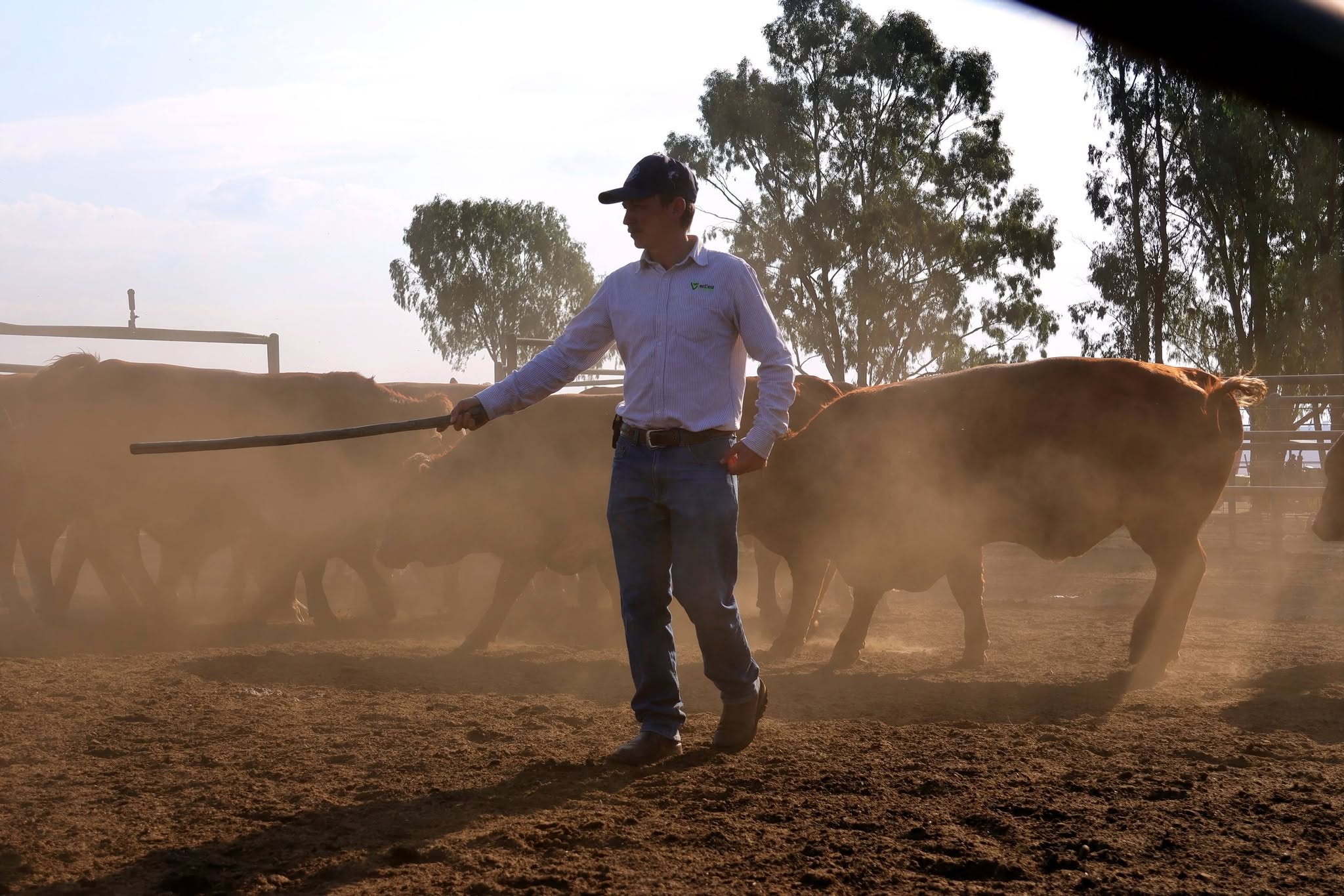 Simbra Cattle