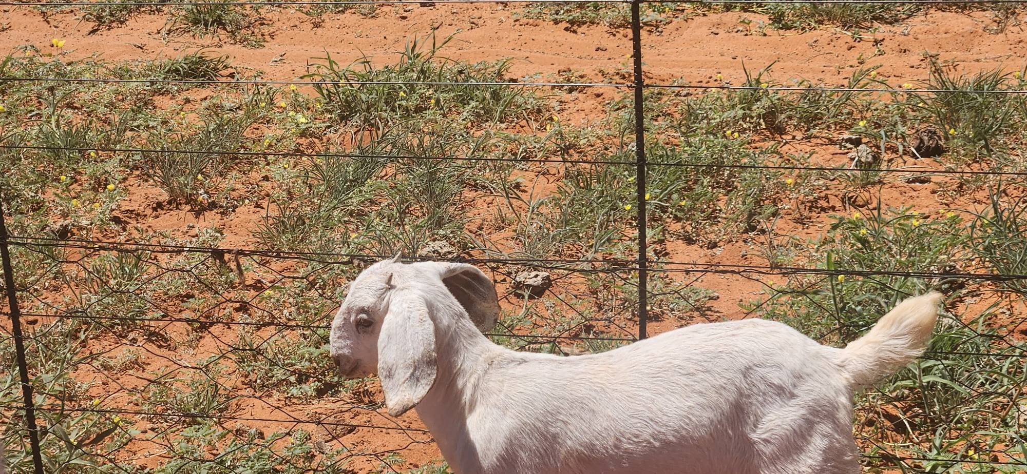 Savanna Goat