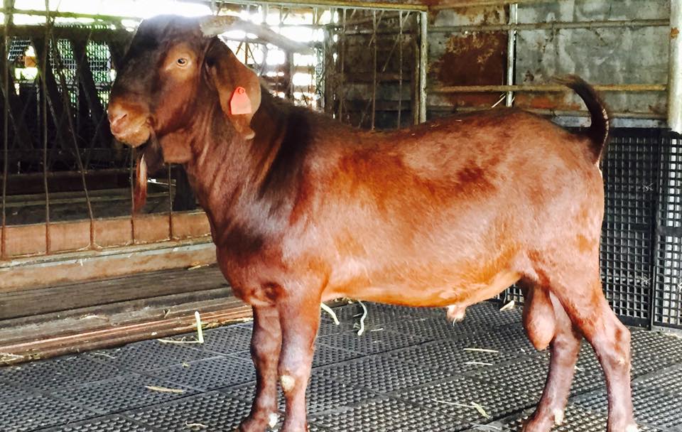 Kalahari Red Goat