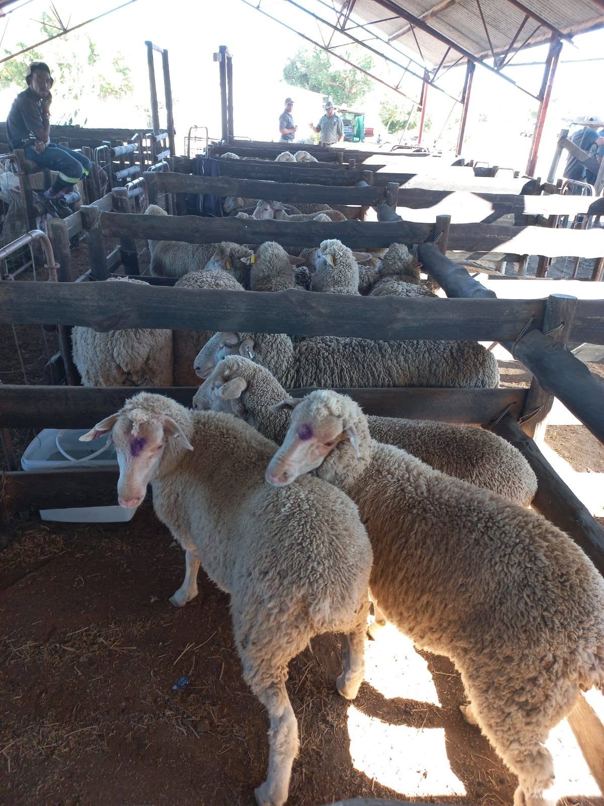 Merino Sheep