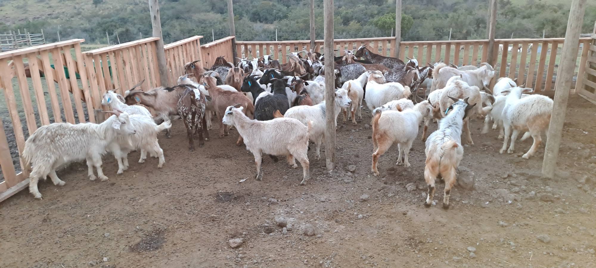 Indigenous Veld Goat