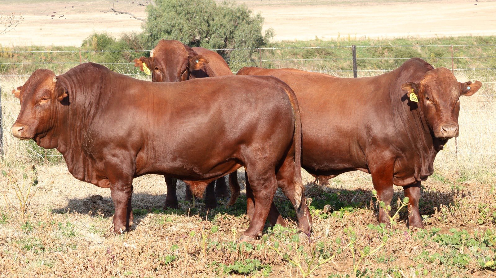 Bonsmara Cattle