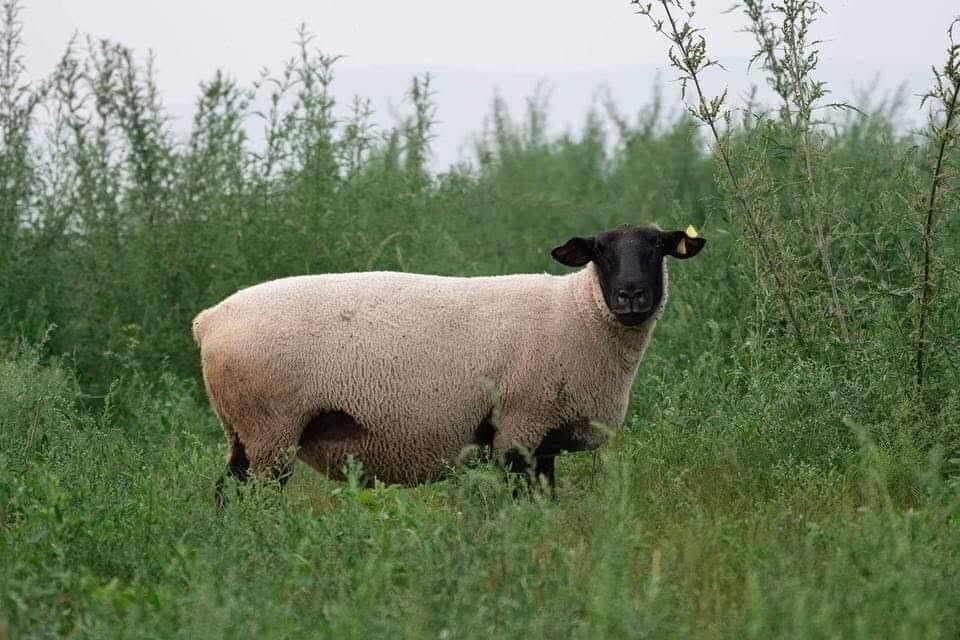 Suffolk Sheep