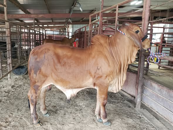 Red Brahman Cattle