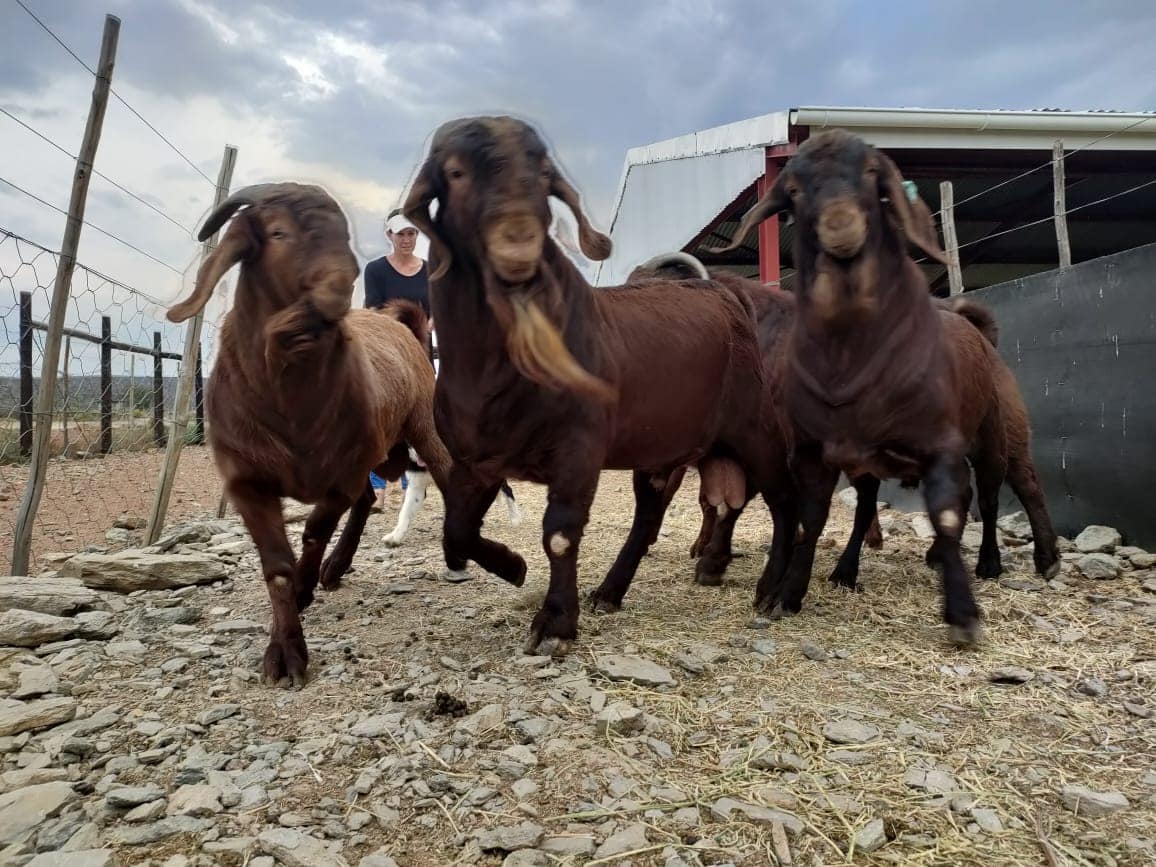 Kalahari Red Goat