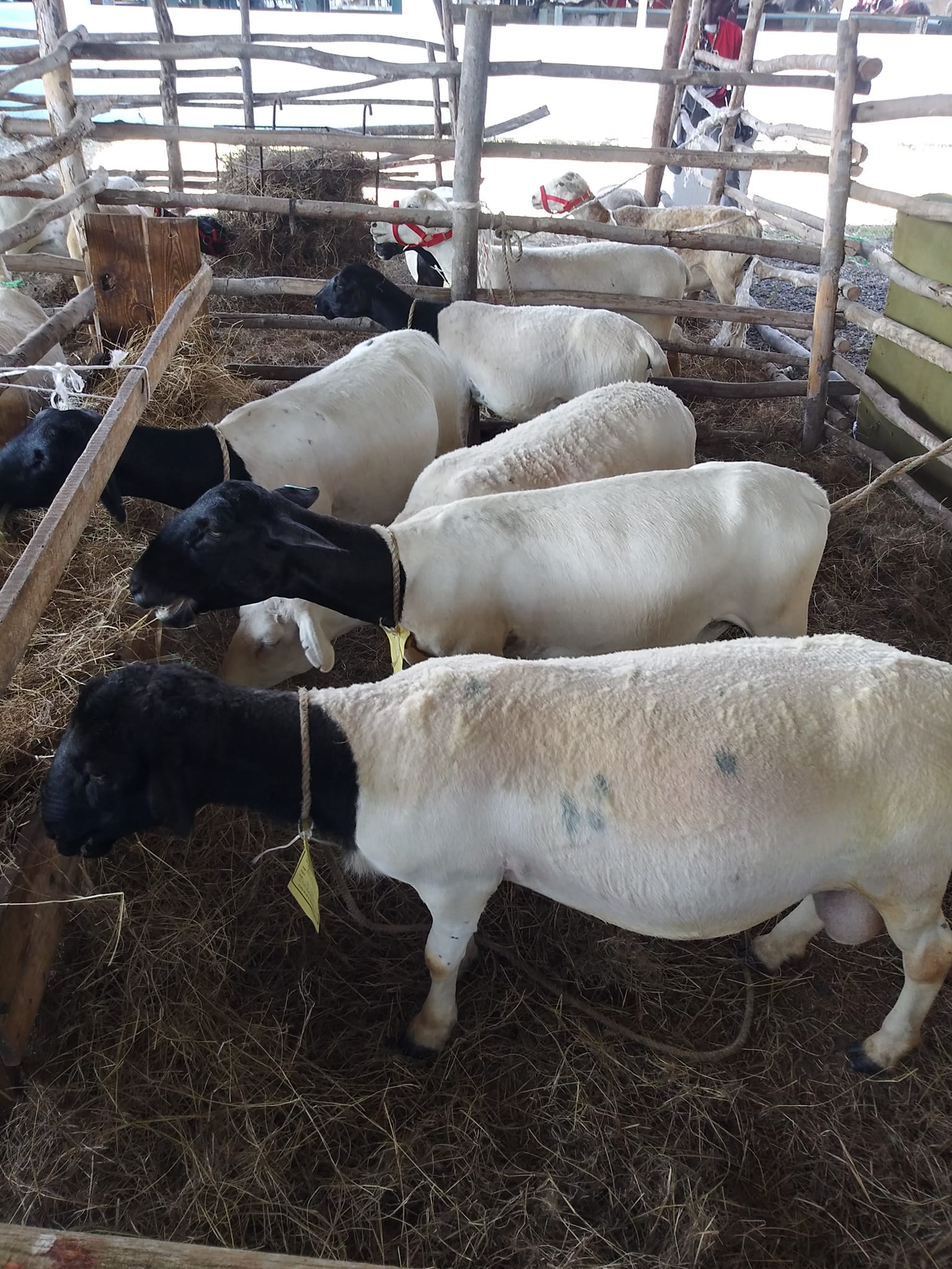 Dorper Sheep