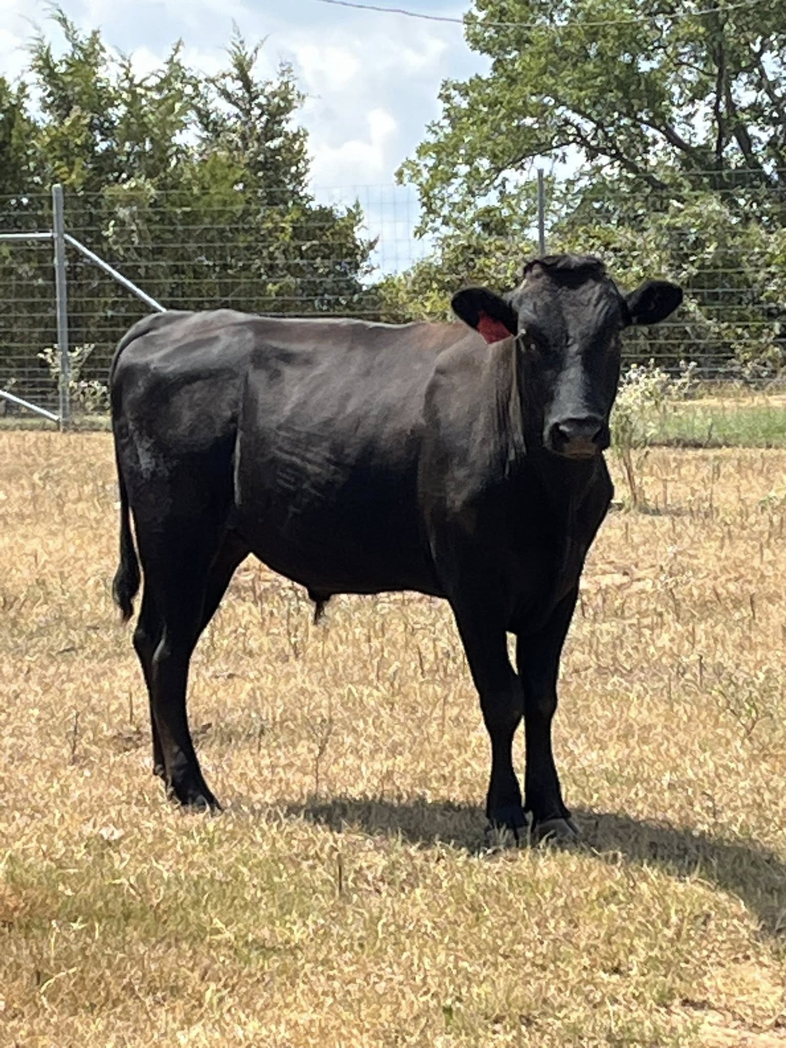 Wagyu Beef Cattle