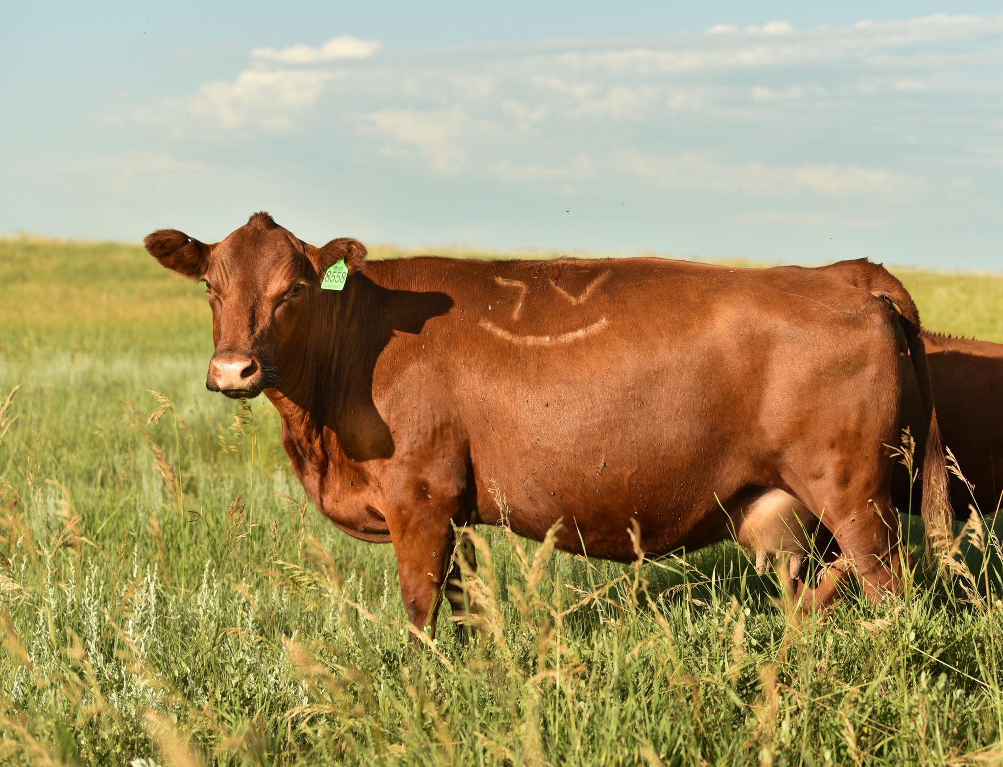 Red Angus Beef Cattle