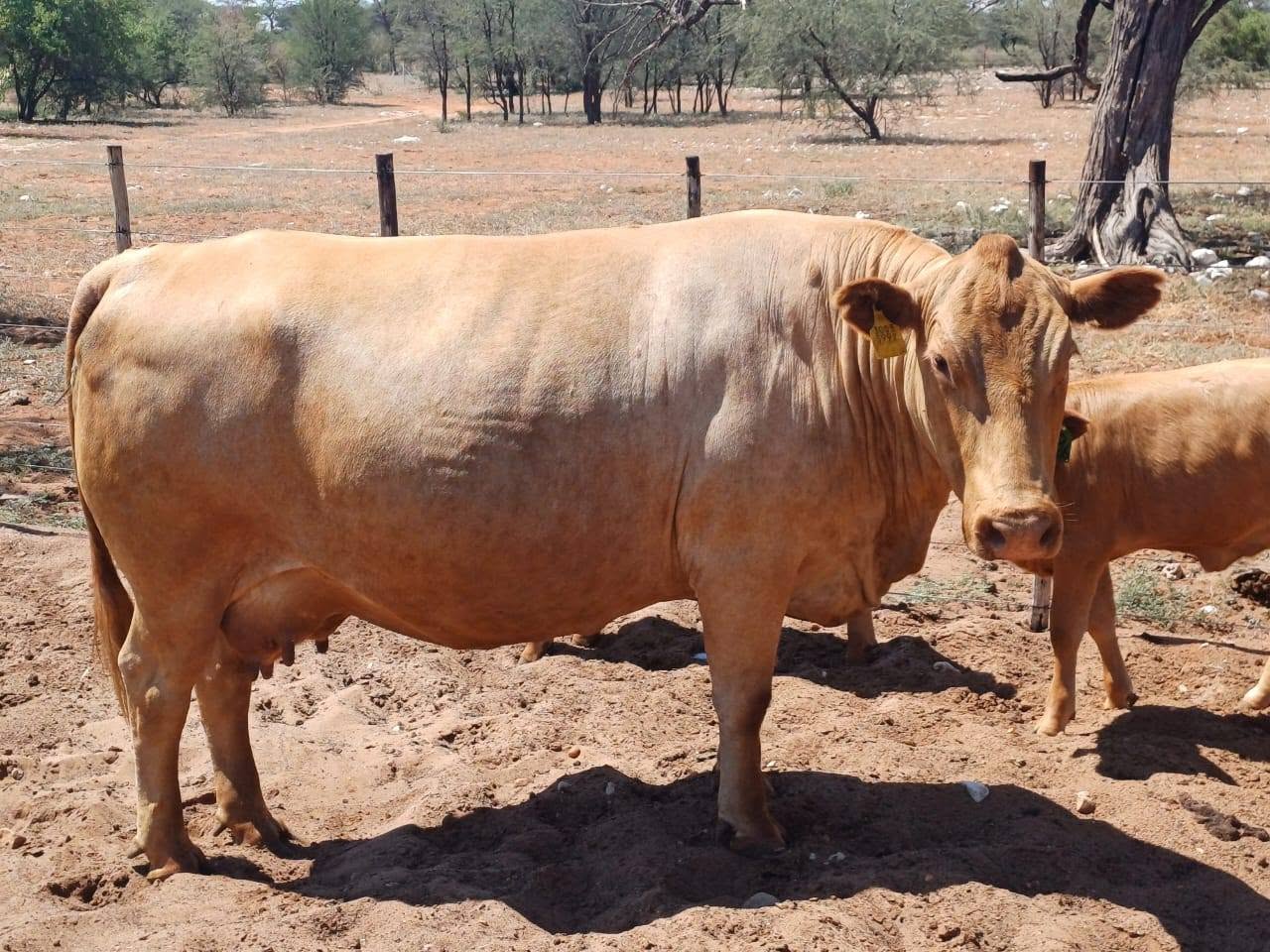 Tuli Cattle