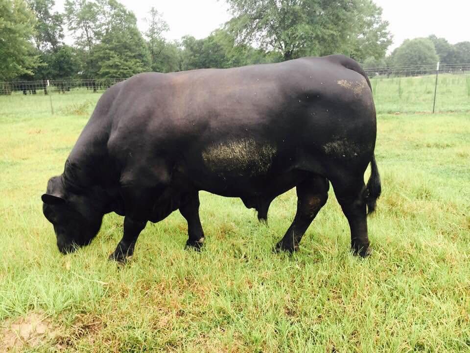 Brangus Cattle
