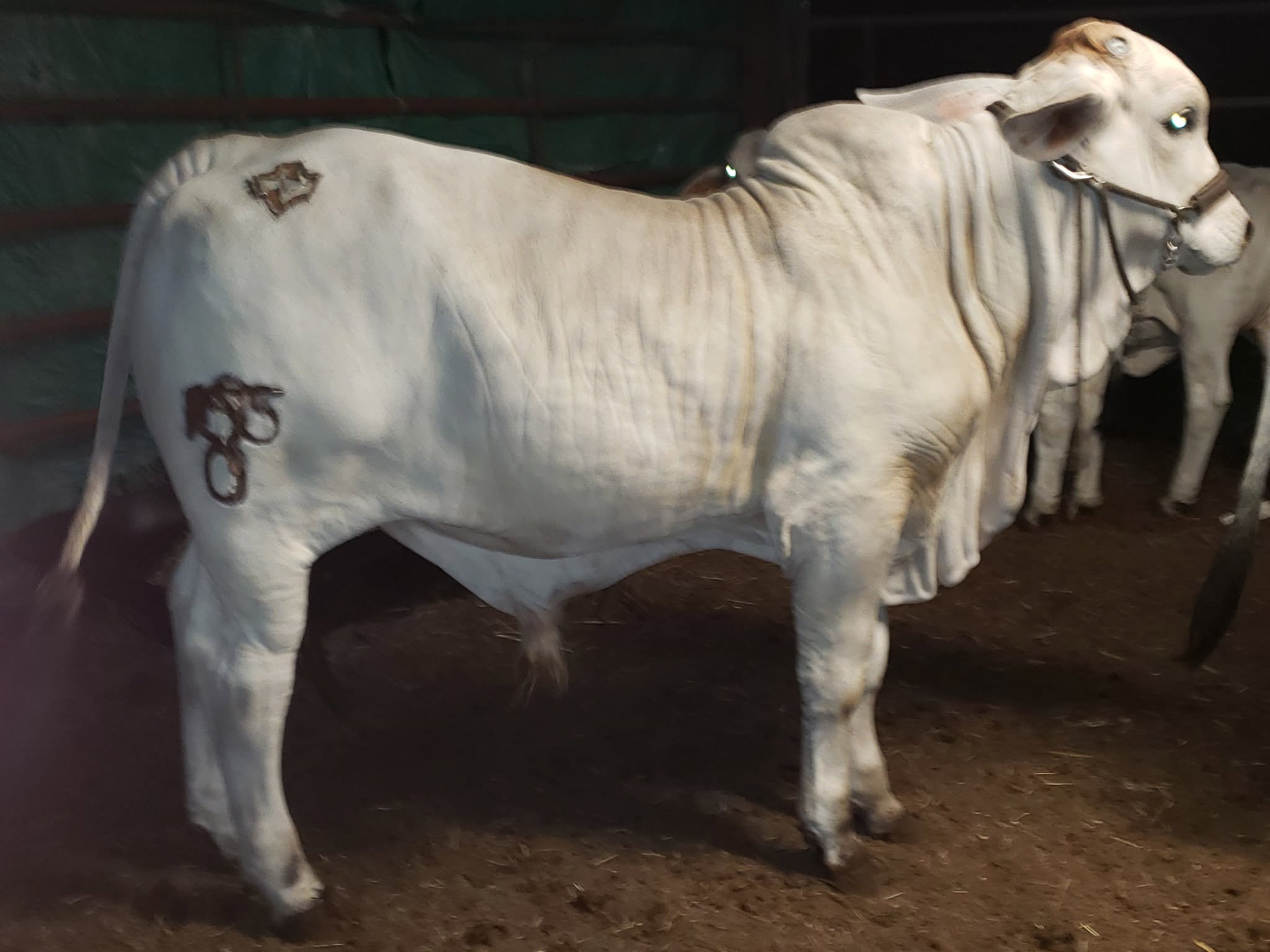 Gray Brahman Cattle