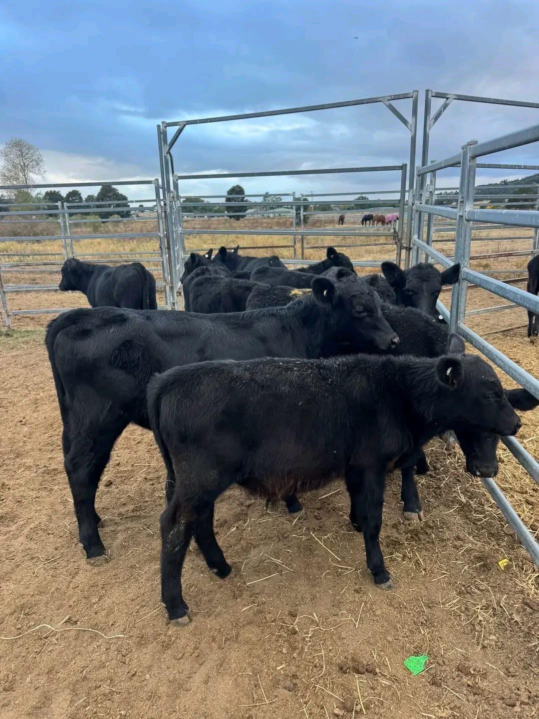 Black Angus Beef Cattle
