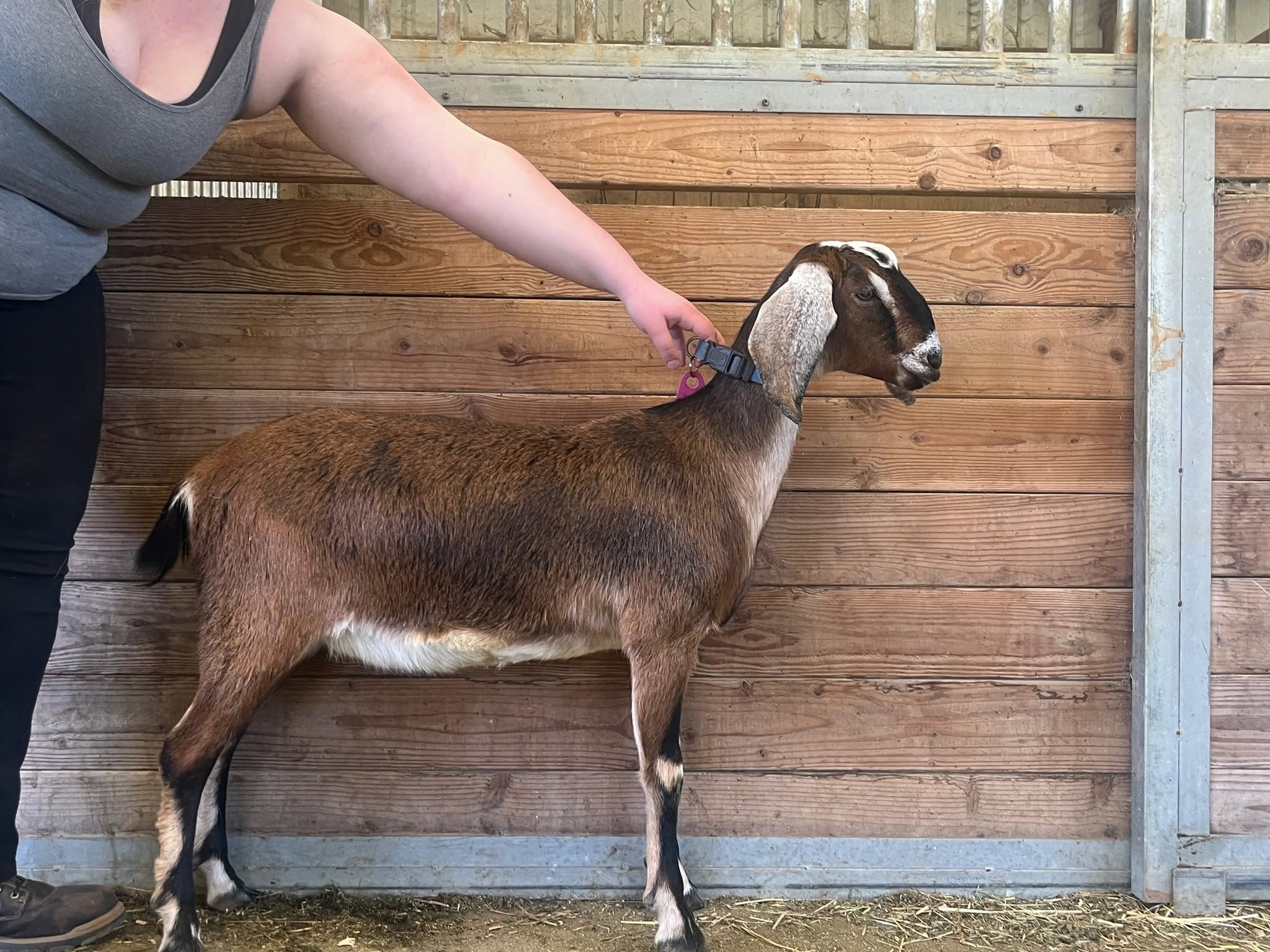 Anglo Nubian Goat