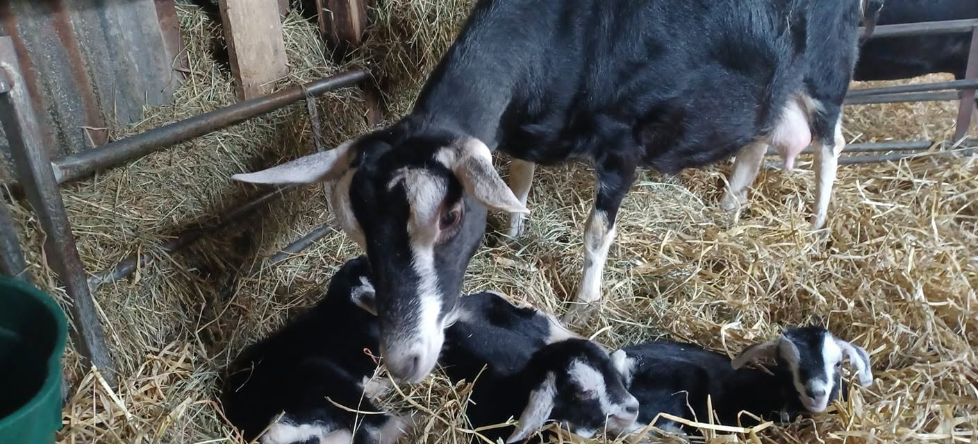 British Alpine Goat