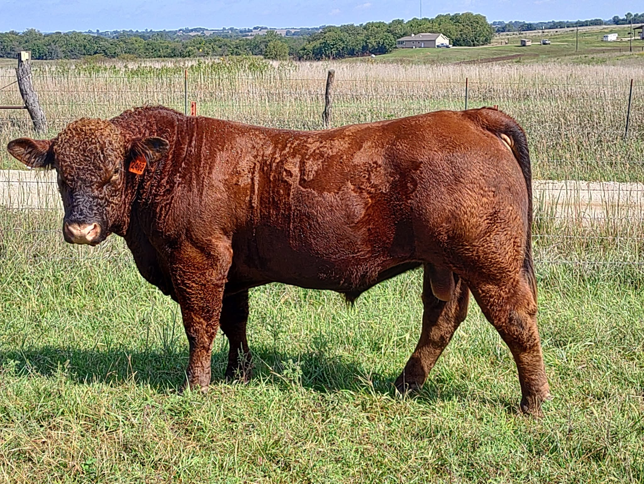 Charolais Cattle