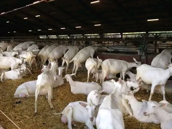 Saanen Goat