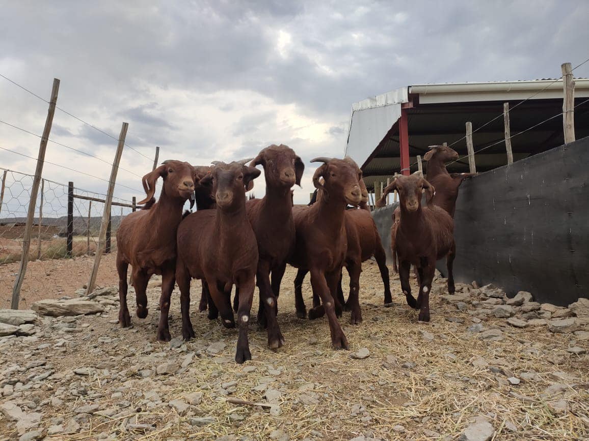 Kalahari Red Goat