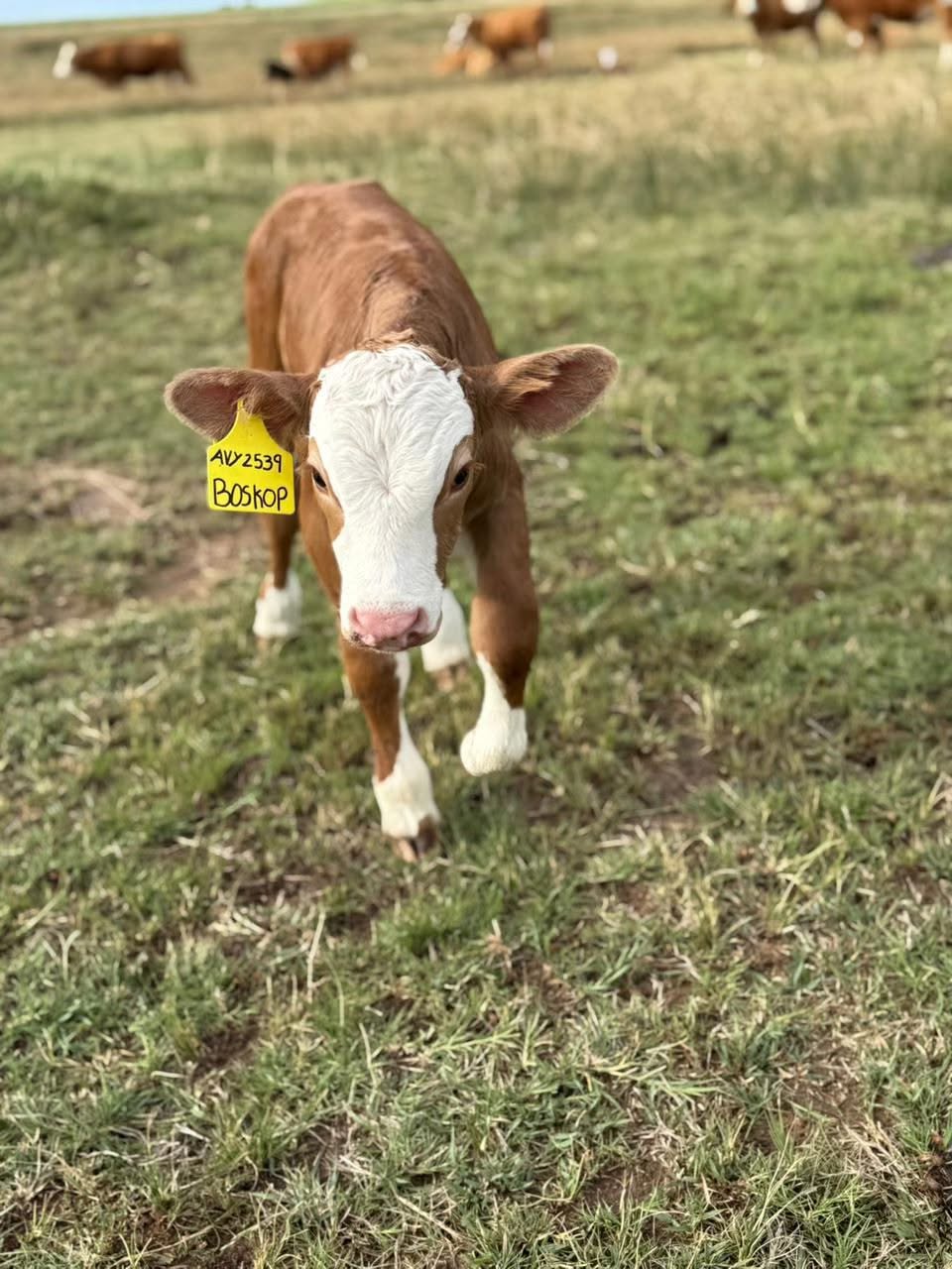 Simmentaler Cattle
