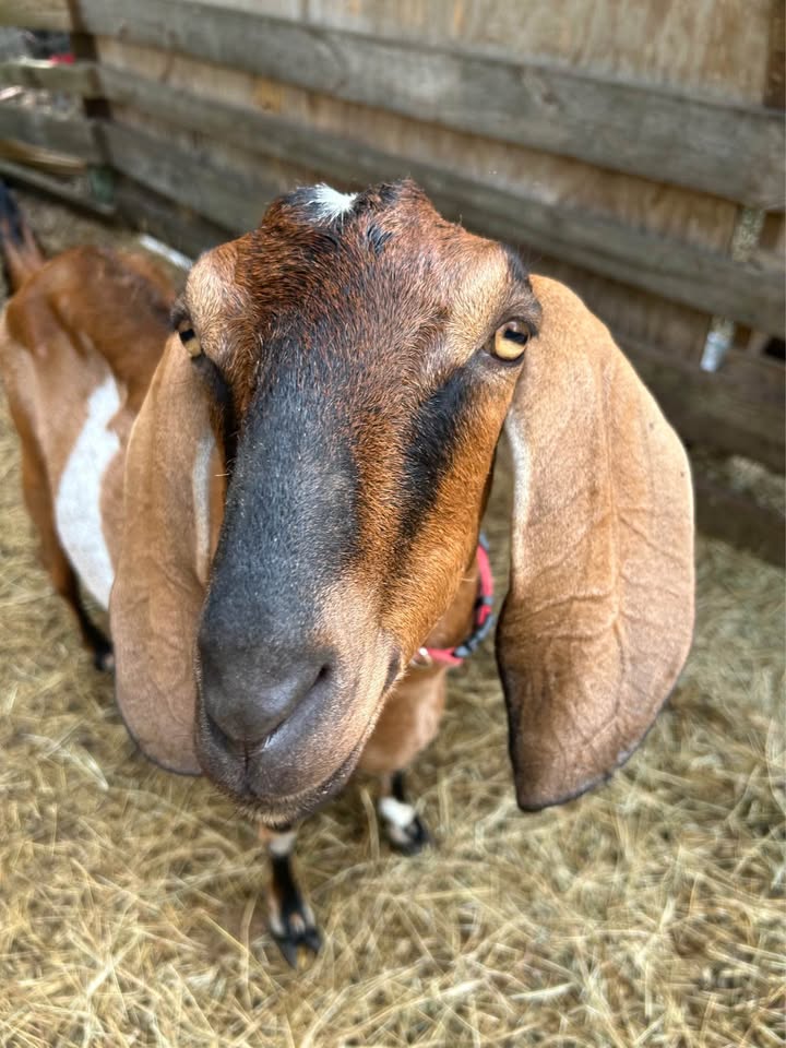 Anglo Nubian Goat