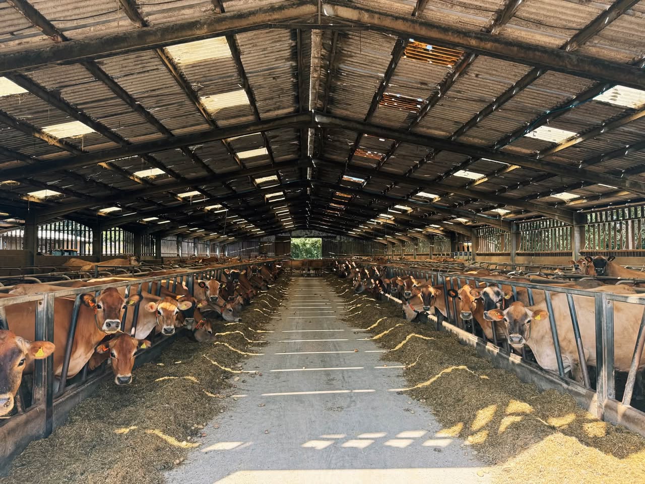 Jersey Dairy Cow