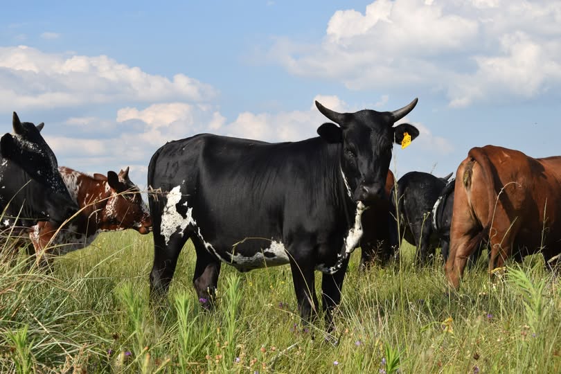 Nguni Cattle