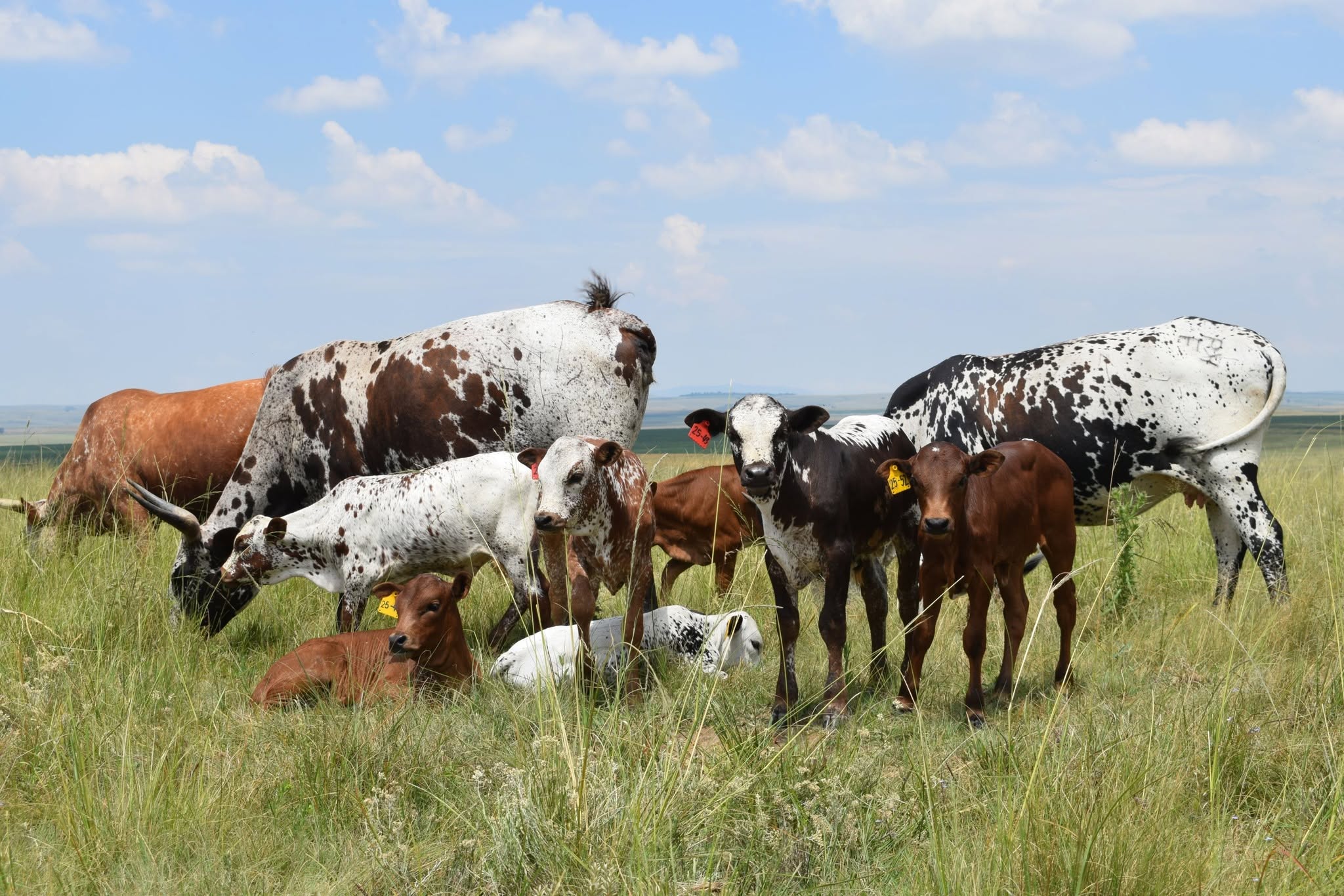 Nguni Cattle