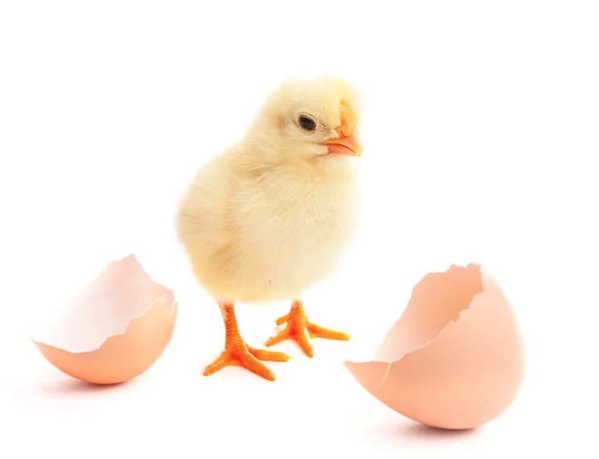 Premium Hatching Eggs