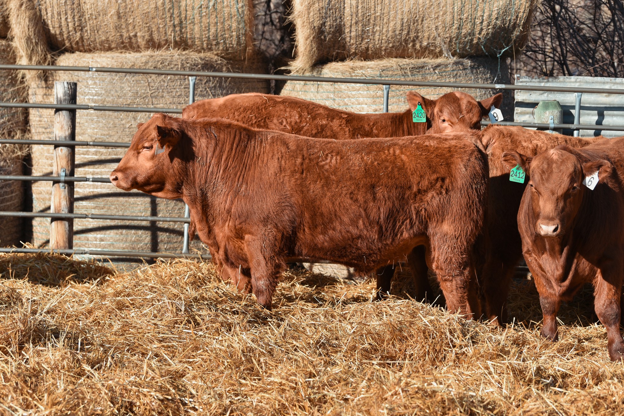 Red Angus Beef Cattle