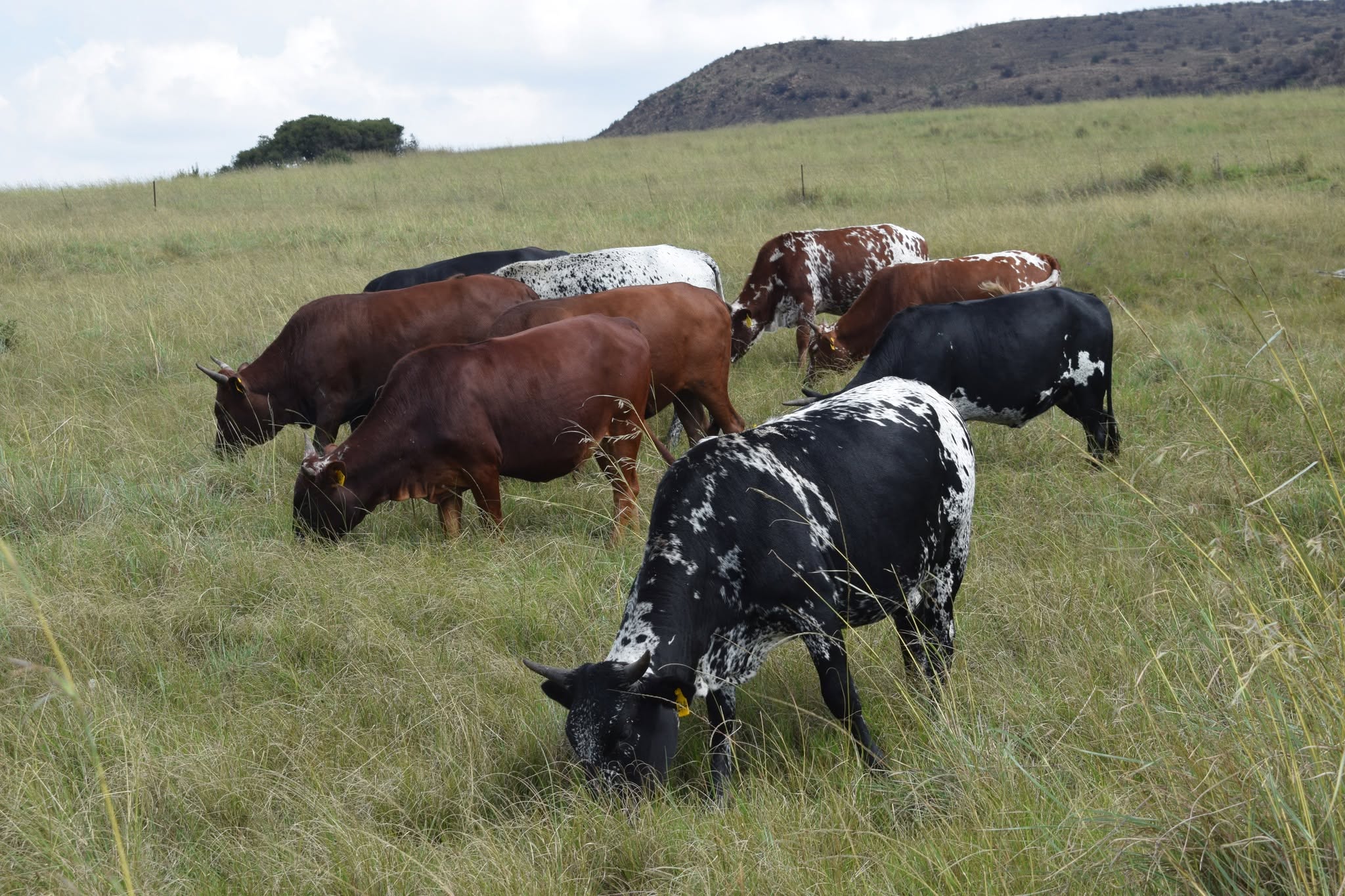 Nguni Cattle